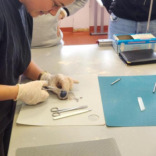 Rinderauge wird von Lehrperson seziert