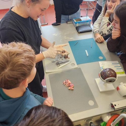 Rinderauge wird von Lehrperson seziert