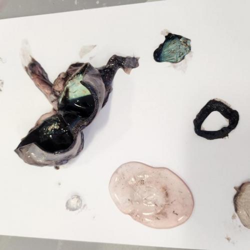 seziertes Rinderauge